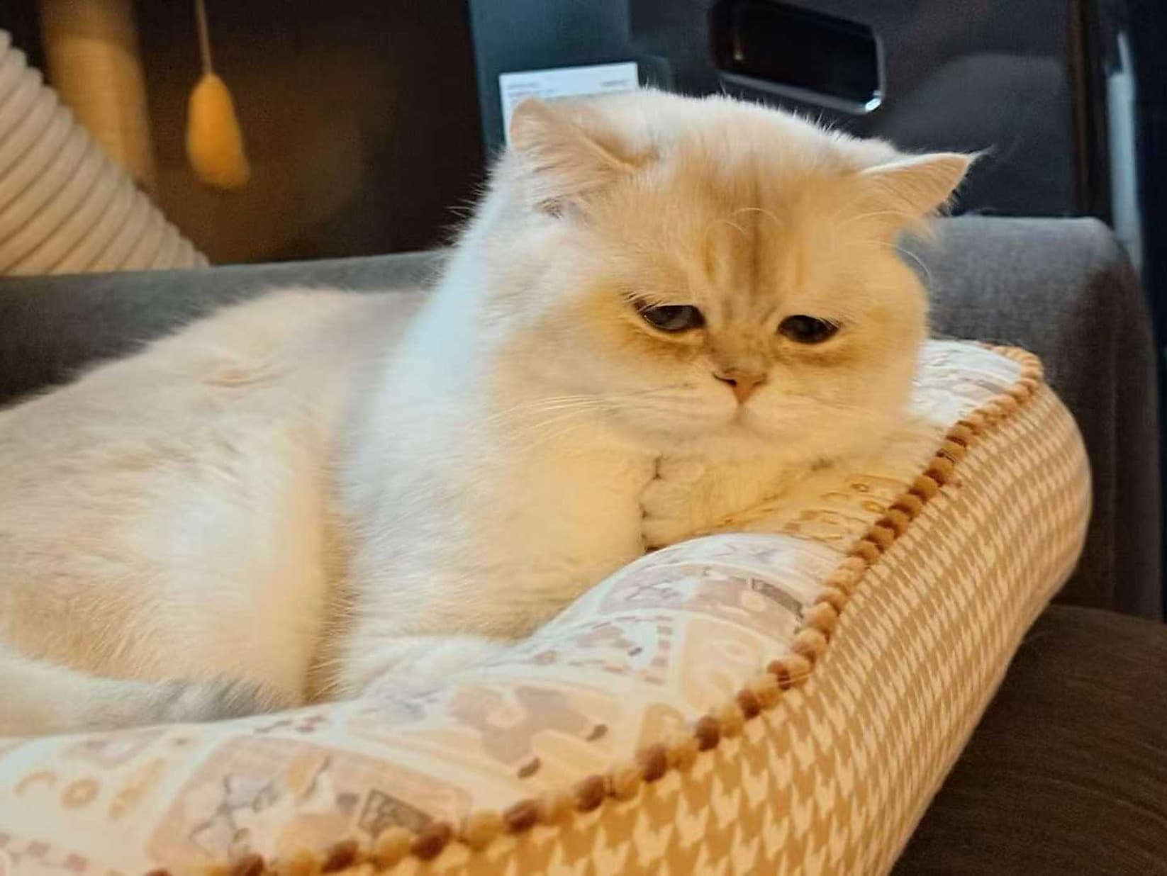 Bao
