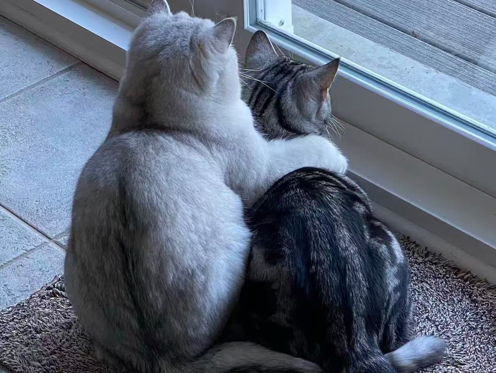 Sumo